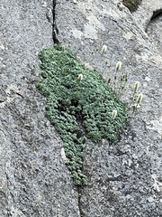 Petrophytum