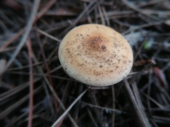 Russula decolorans