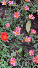 Portulaca umbraticola