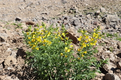 Thermopsis alterniflora