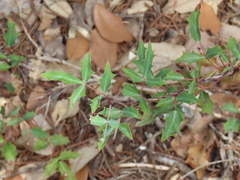 Berberis swaseyi