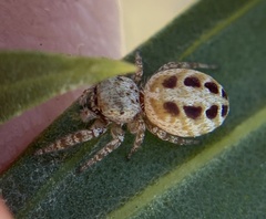 Metaphidippus