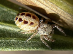 Metaphidippus