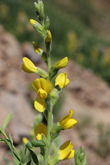 Thermopsis alterniflora
