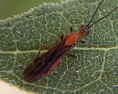 Braconinae