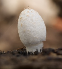 Coprinopsis