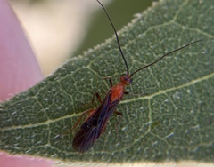 Braconinae
