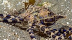 Hapalochlaena maculosa