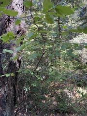 Corylus cornuta