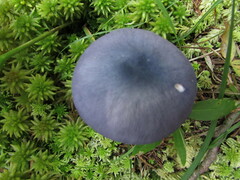 Entoloma indigoferum