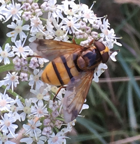 Lesser Hornet Hoverfly photo 2