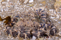 Hapalochlaena maculosa