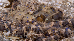 Hapalochlaena maculosa