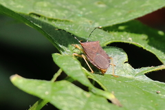 Anasa