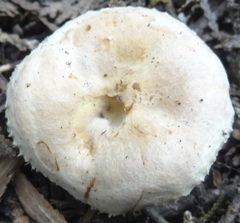 Lactarius pubescens