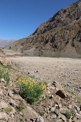 Thermopsis alterniflora