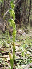 Pterostylis mutica