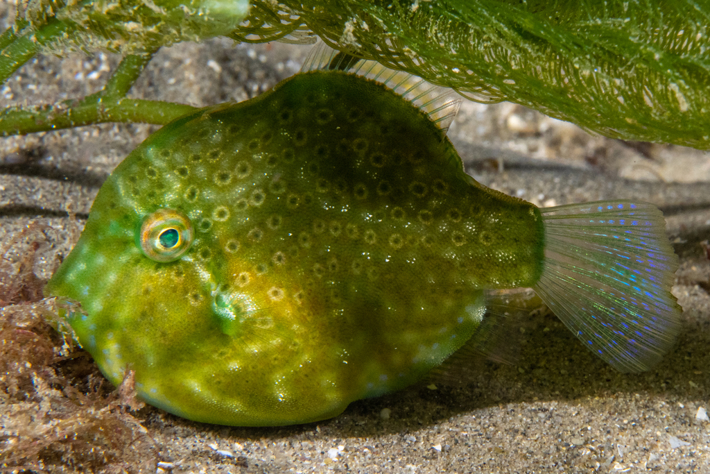 Pigmy Leatherjacket