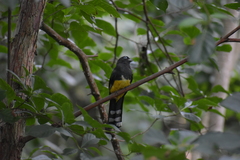 Trogon melanocephalus