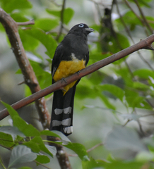 Trogon melanocephalus