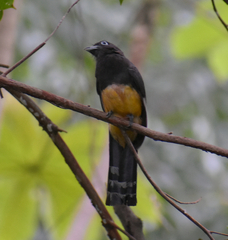 Trogon melanocephalus