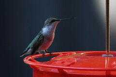 Archilochus colubris