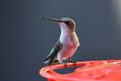 Archilochus colubris