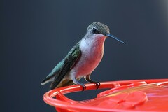 Archilochus colubris