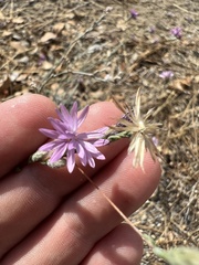 Lessingia leptoclada