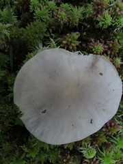 Entoloma indigoferum
