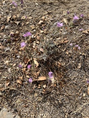Lessingia leptoclada