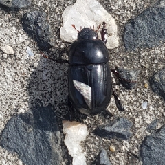 Heteronychus arator