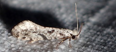 Nemapogon granella