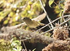 Vireo huttoni