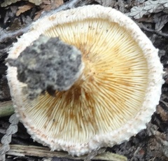 Lactarius pubescens
