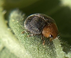 Cryptolaemus montrouzieri