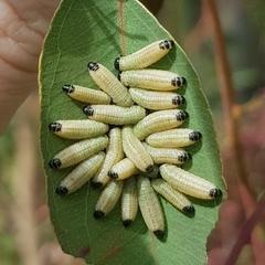 Paropsisterna cloelia