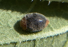 Cryptolaemus montrouzieri