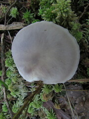 Entoloma indigoferum