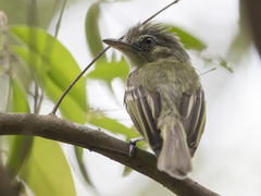 Tolmomyias sulphurescens