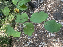 Corylus cornuta
