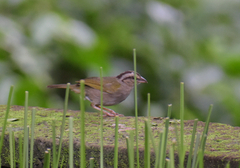 Arremonops rufivirgatus