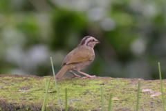 Arremonops rufivirgatus