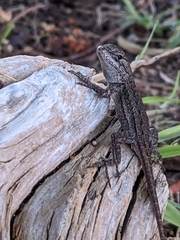 Sceloporus occidentalis longipes