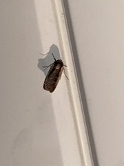 Ochropleura implecta