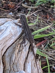 Sceloporus occidentalis longipes
