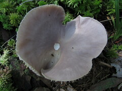 Entoloma indigoferum
