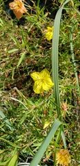 Oenothera elata