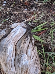 Sceloporus occidentalis longipes