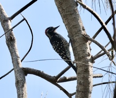 Dryobates nuttallii